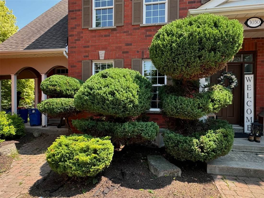 Round shaped shrubs and neatly trimmed bushes in front of a red brick house